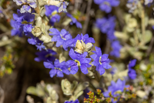 Velvet Dampiera (Dampiera marifolia)