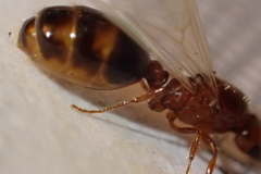 Solenopsis