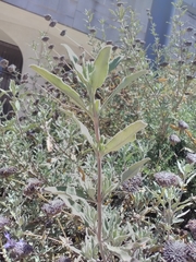 Salvia