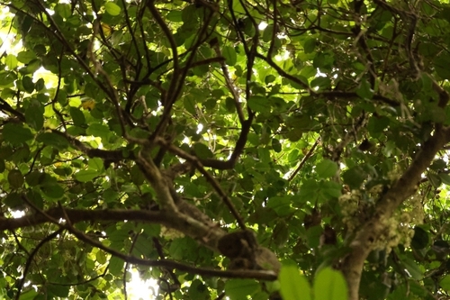 Syzygium clusiifolium observed 2024-10-02