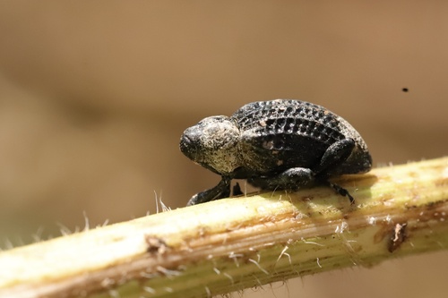 Eucryptorrhynchus brandti