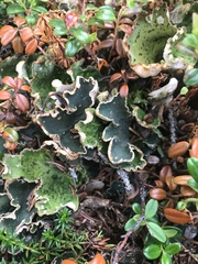 Peltigera malacea