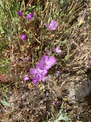 Clarkia bottae