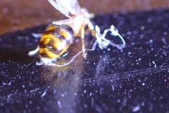 Solenopsis