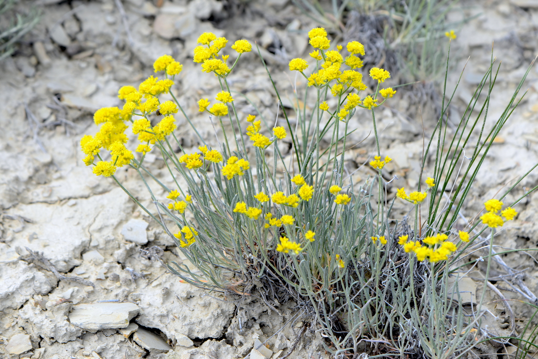 Eriogonum brevicaule var. laxifolium