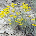 Eriogonum brevicaule laxifolium - Photo (c) Robert Johnson,  זכויות יוצרים חלקיות (CC BY-NC), הועלה על ידי Robert Johnson