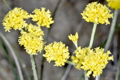 Eriogonum brevicaule