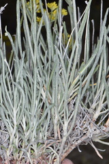 Eriogonum brevicaule