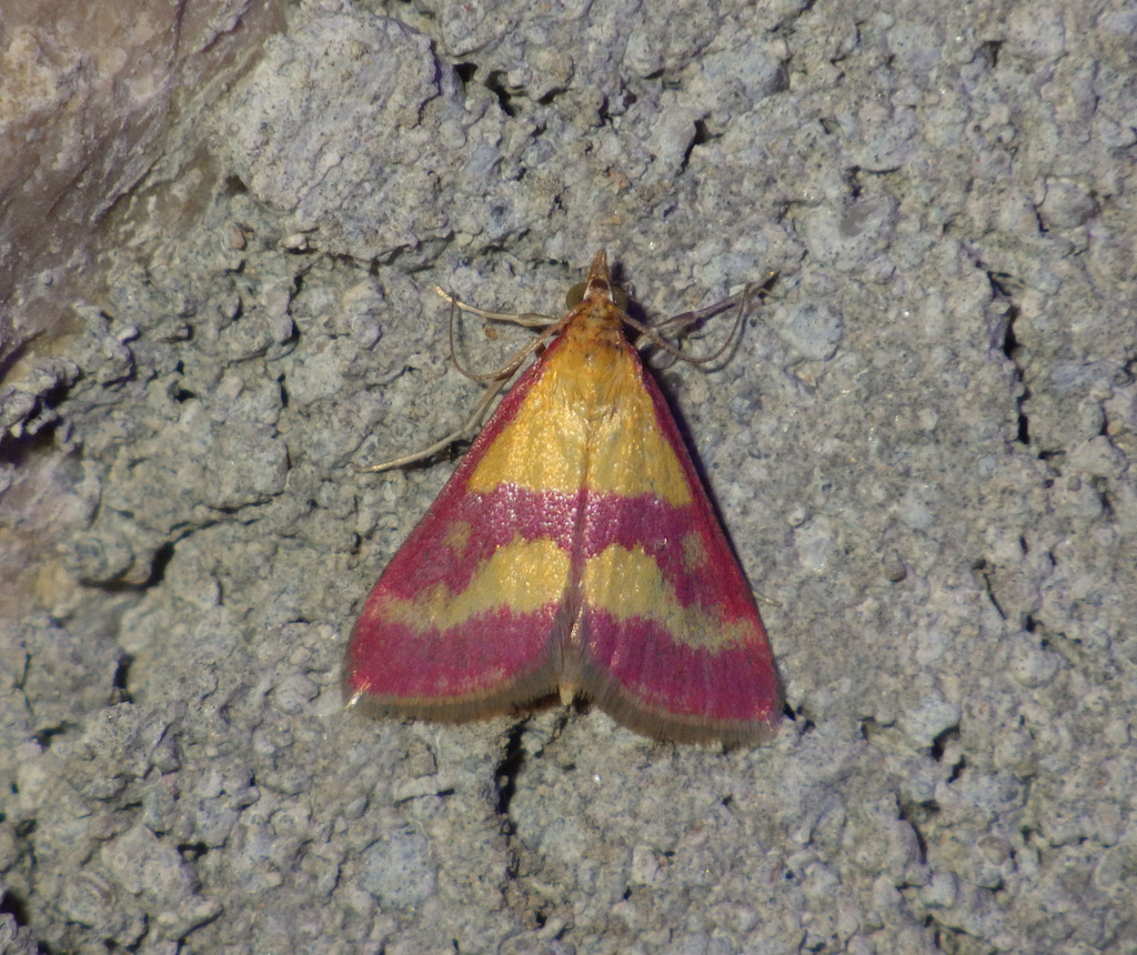 Pyrausta virginalis