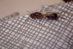 Solenopsis