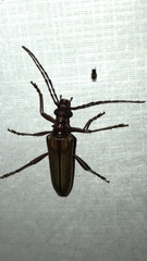 Centrodera decolorata
