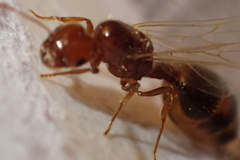 Solenopsis