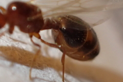 Solenopsis