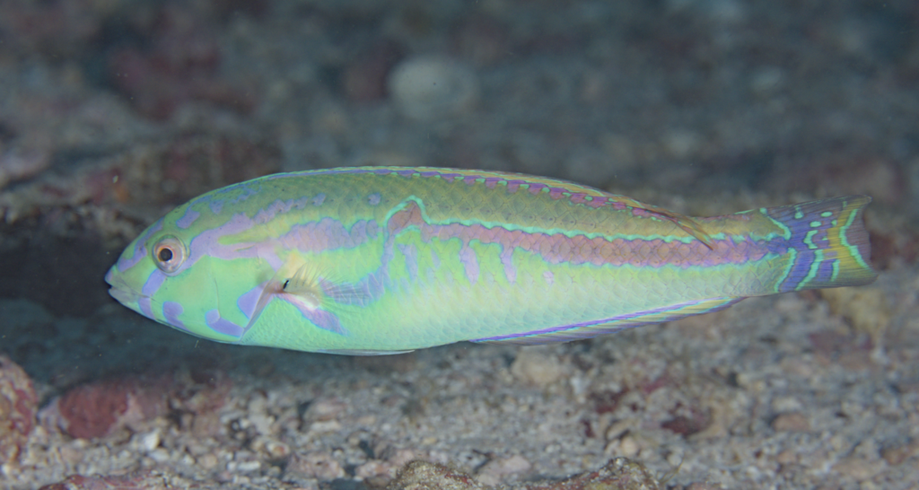 Ceylon Wrasse
