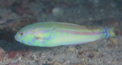 Ceylon Wrasse photo 1