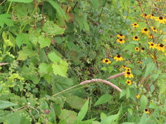 Rudbeckia triloba