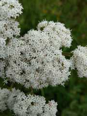 Stevia serrata
