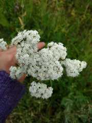 Stevia serrata