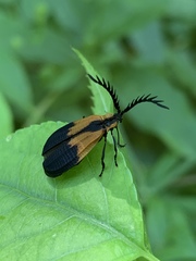 Caenia dimidiata
