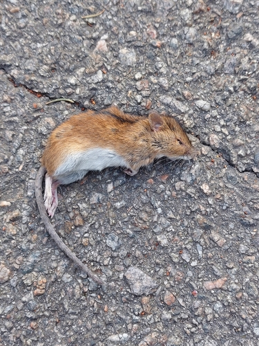 セスジネズミ