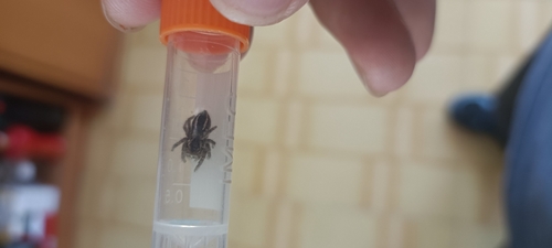 Red-bellied Jumping Spider