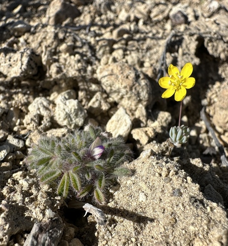 Image of Golden Pygmypoppy (Canbya aurea) by (c) Matt Berger, some rights reserved (CC BY)