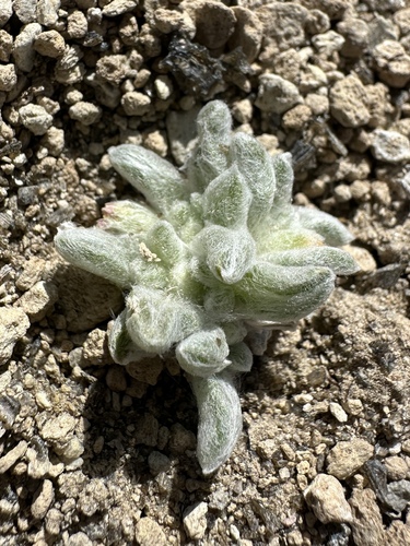 Image of Eatonella nivea by (c) Matt Berger, some rights reserved (CC BY)