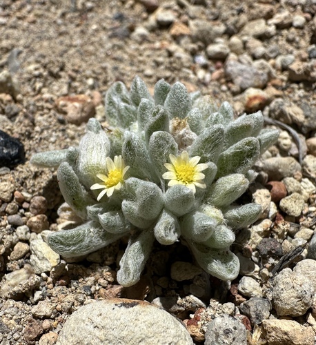Image of Eatonella nivea by (c) Matt Berger, some rights reserved (CC BY)