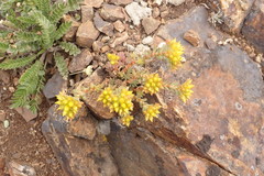Sedum lanceolatum lanceolatum