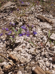Collinsia torreyi