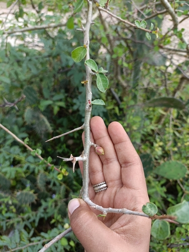 Commiphora wightii
