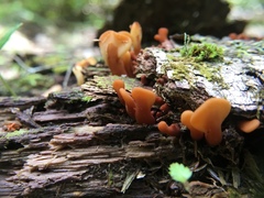 Cudoniaceae