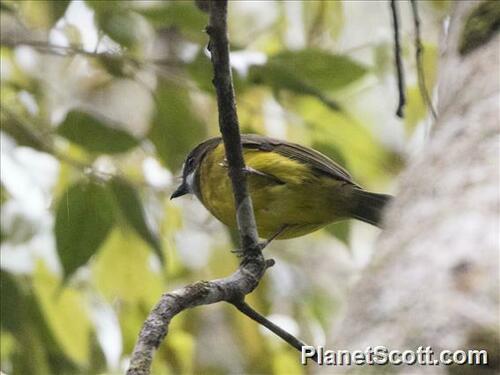Pachycephala soror observed 2024-07-26