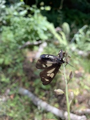 Gnophaela latipennis