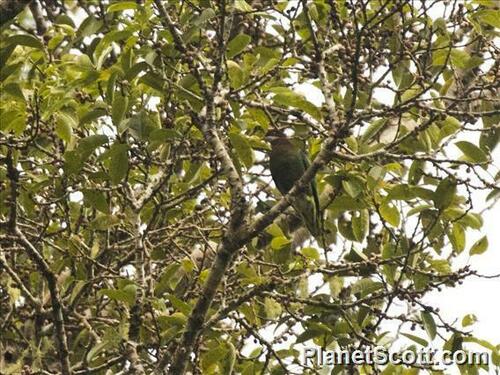 Ptilinopus ornatus observed 2024-07-26