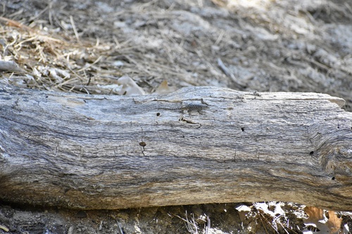 iNaturalist observation photo of Spiny Lizards