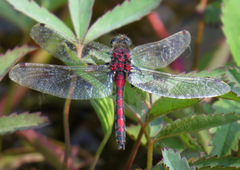 Leucorrhinia borealis