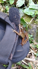 Chalcorana chalconota