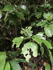 Tarenna gracilipes