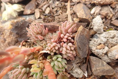 Sedum lanceolatum lanceolatum
