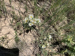 Townsendia grandiflora