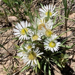 Townsendia grandiflora
