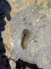 Dolabrifera nicaraguana