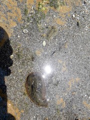 Dolabrifera nicaraguana