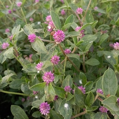 Gomphrena nitida, photograph (c) Juan Carlos Fonseca Mata, some rights reserved (CC BY)