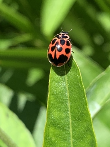 V-marked Lady Beetle photo 5