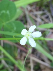 Moehringia lateriflora