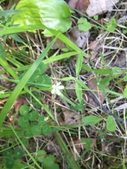 Moehringia lateriflora