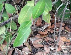 Microlophus occipitalis