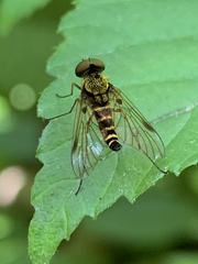 Chrysopilus fasciatus